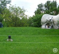 Figurengruppe »Tiere«